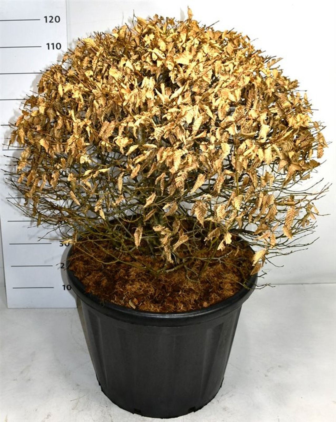 Carpinus betulus - 80 CM Ball Cont.
